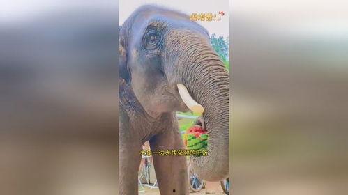 大象吃蓝瓜,一场奇妙的自然奇观