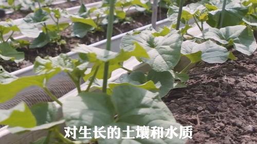 日常吃不起瓜,揭秘吃不起瓜的日常困境
