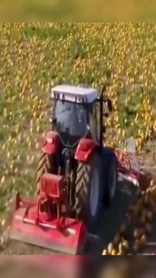 刘妹妹吃瓜机,揭秘娱乐圈幕后故事