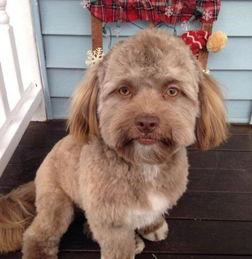 网红可乐狗,网红萌宠的甜蜜逆袭之路