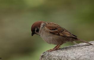 麻雀会吃瓜,揭秘鸟类食性中的奇妙现象