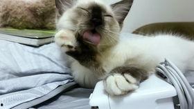 自娱自乐吃瓜视频,揭秘网络视频的娱乐魅力