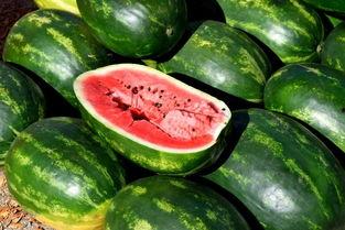 南湖壹品吃瓜,一场别开生面的吃瓜盛宴