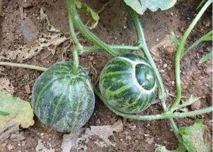 吃瓜喝水吃面,日常生活的味蕾之旅