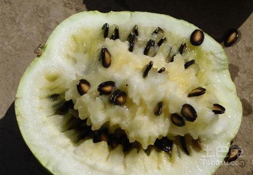 籽瓜陕西人吃么