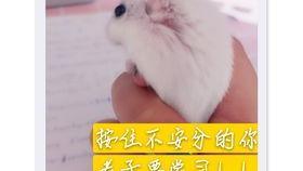 老鼠吃瓜配音,一场趣味配音之旅