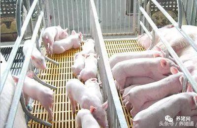 怎么看猪肚子吃没吃料,判断饲料摄入量的直观指标